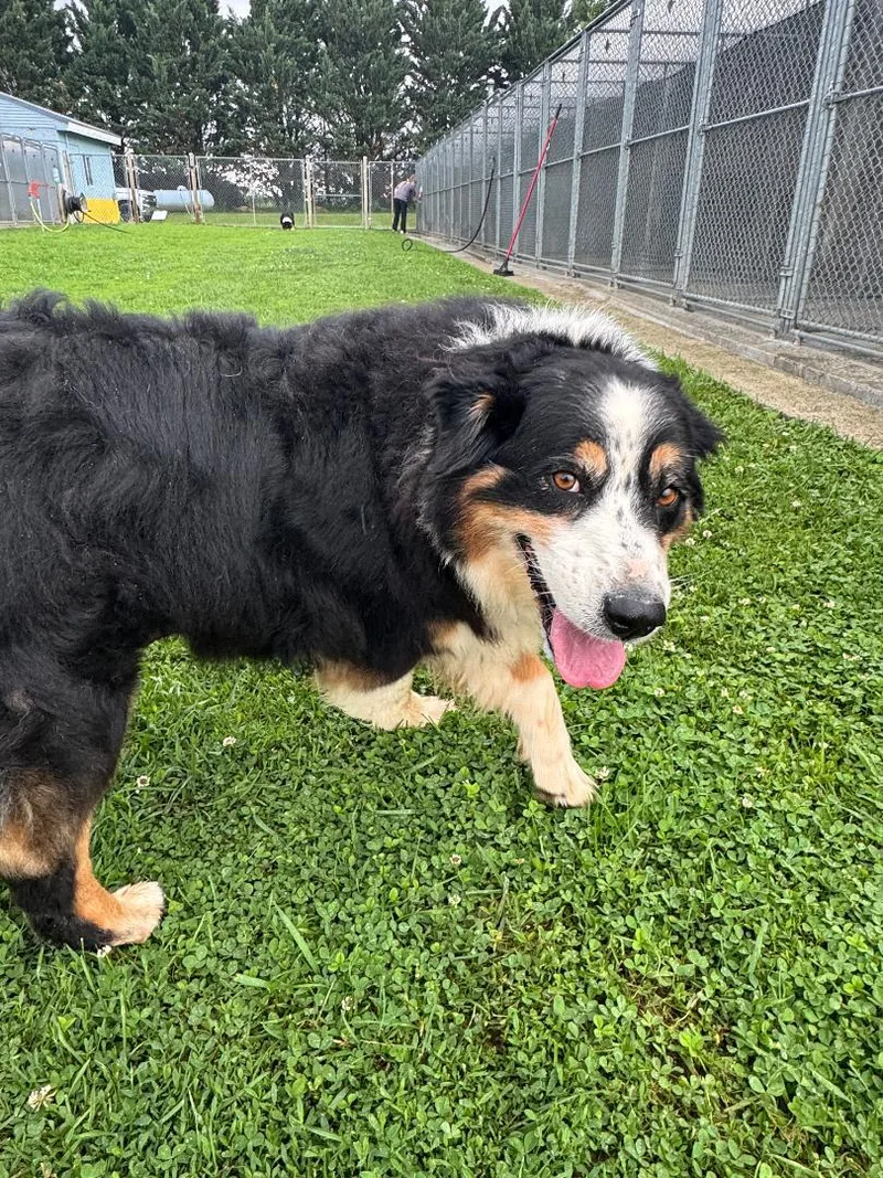 An adult large-sized female Tricolor (Brown, Black, & White) Australian Shepherd dog named Helena for adoption in Alexandria, VA