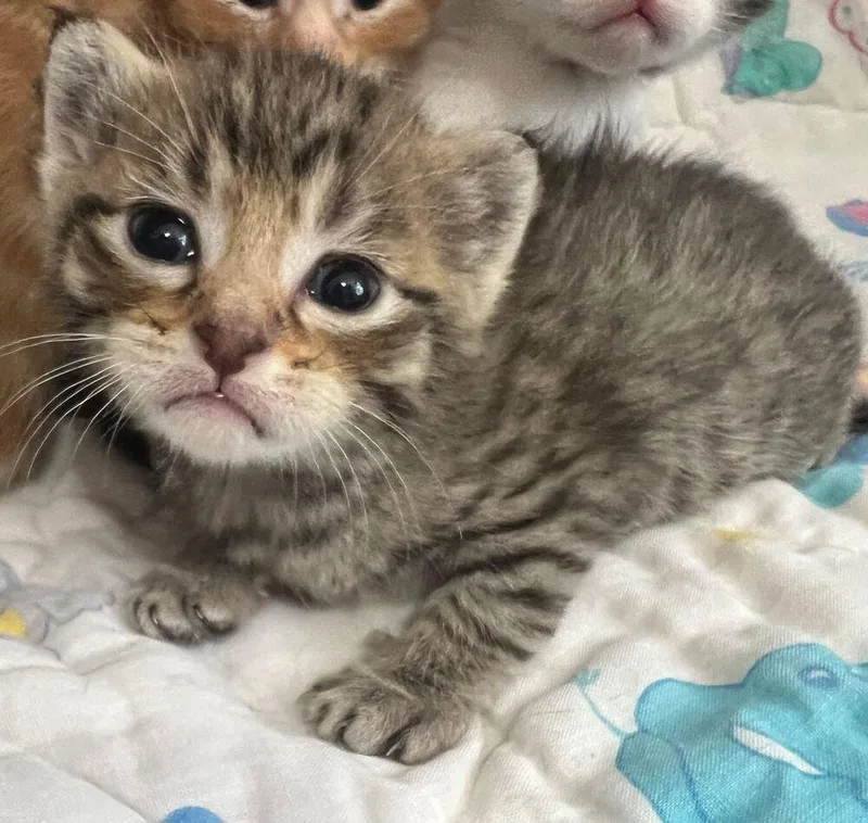 A baby small-sized male Gray / Blue / Silver Domestic Short Hair cat named Tempo for adoption in McPherson, KS