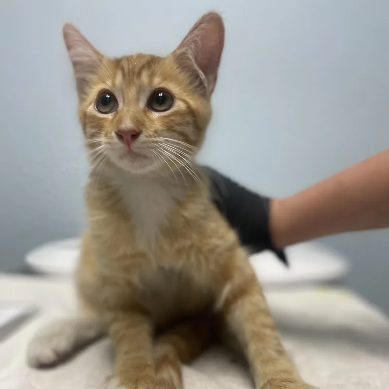 A baby small-sized male Orange / Red Domestic Medium Hair cat named Goldie for adoption in Riverside, CA