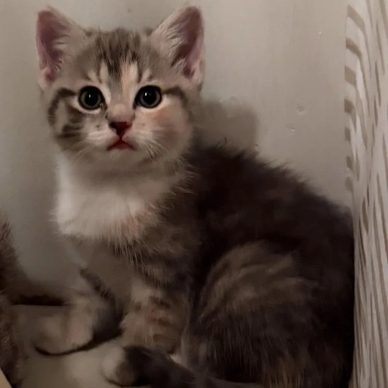 A baby medium-sized female Dilute Calico Domestic Short Hair cat named Elsa for adoption in Nantucket, MA
