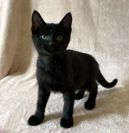 A young medium-sized male Domestic Short Hair cat named Rubble for adoption in Buffalo, MN