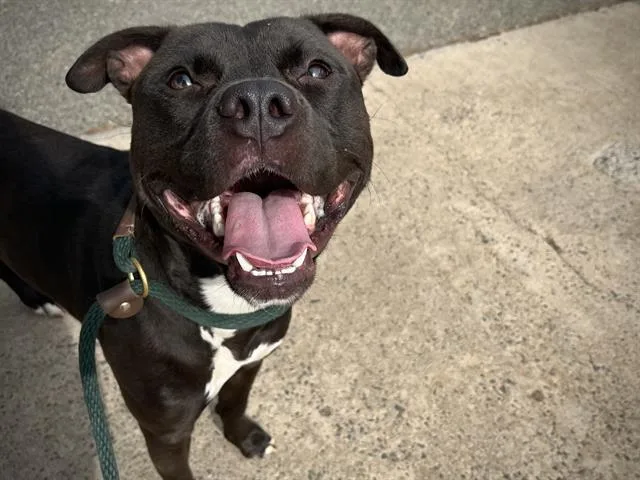 A young medium-sized male Pit Bull Terrier dog named Davey for adoption in Charlotte, NC