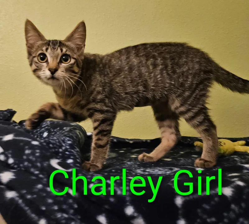 A baby small-sized female Tabby (Brown / Chocolate) Tabby cat named Charley Girl  North for adoption in Spring, TX