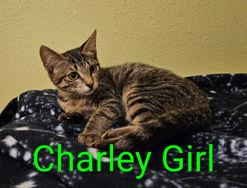Charley Girl  North thumbnail 2