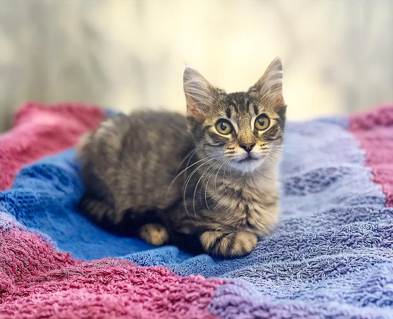 A baby small-sized male Brown / Chocolate Domestic Medium Hair cat named Pierce for adoption in Durham, NC