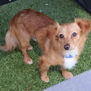 A young small-sized male Yellow / Tan / Blond / Fawn Papillon dog named Paolo for adoption in Calverton, NY