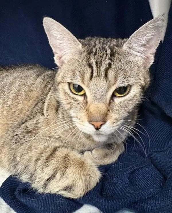 A young medium-sized female Domestic Short Hair cat named Gardenia for adoption in San Diego, CA