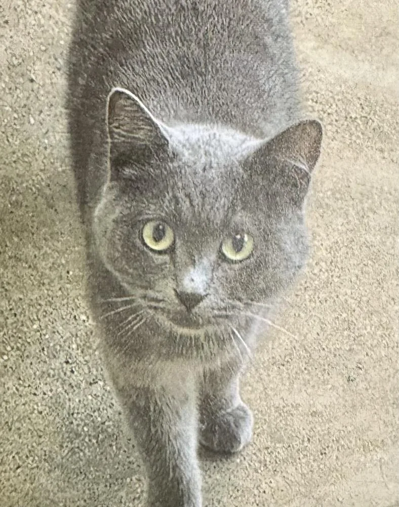 An adult medium-sized female Gray / Blue / Silver Domestic Short Hair cat named Vale for adoption in Fort Madison, IA