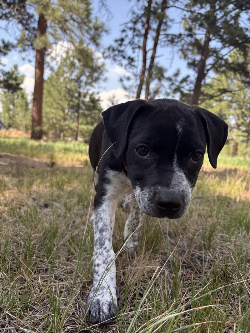 A baby medium-sized female Pointer dog named Jane for adoption in Evergreen, CO