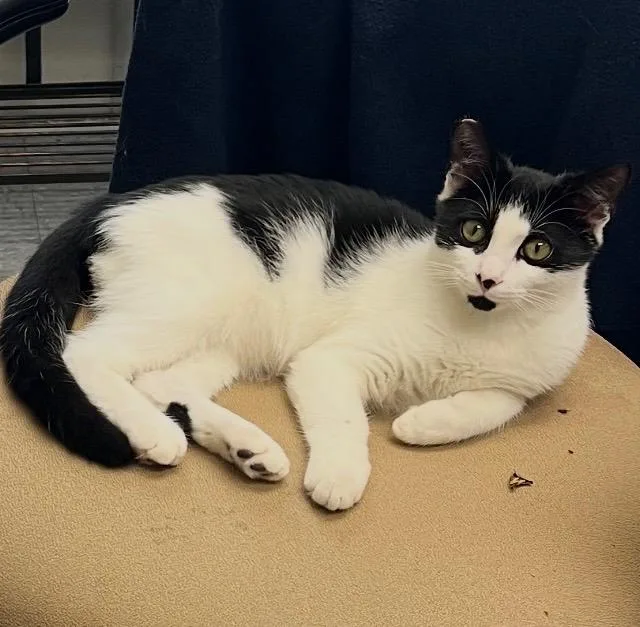 A baby small-sized male White Domestic Short Hair cat named Archie for adoption in Morganton, NC