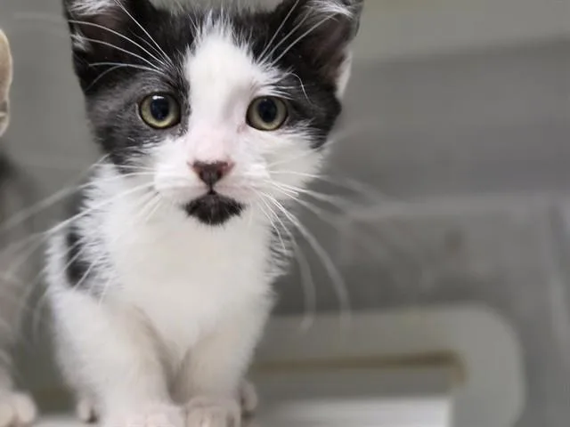 A baby medium-sized male Domestic Short Hair cat named Dominic for adoption in Salinas, CA