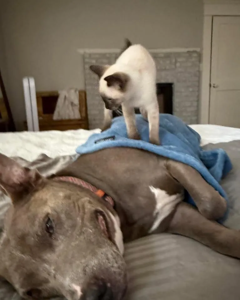 A baby medium-sized female Seal Point Domestic Short Hair cat named Carly for adoption in Houston, TX