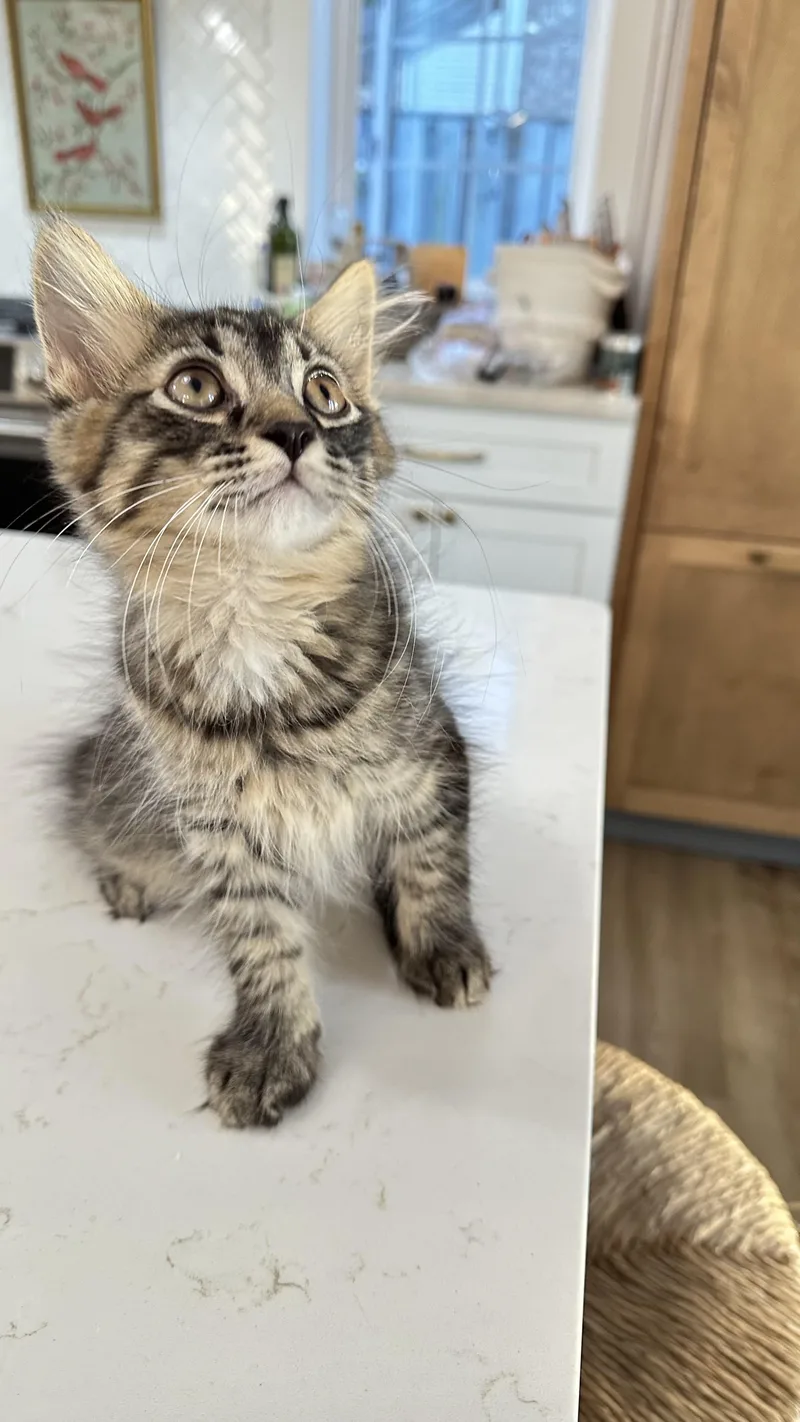 A baby large-sized male Domestic Long Hair cat named Peter for adoption in Monticello, IN