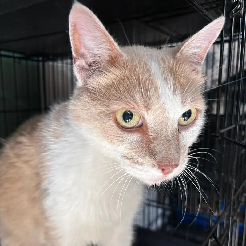 An adult small-sized male Buff / Tan / Fawn Domestic Short Hair cat named Megaphone for adoption in Johnstown, PA