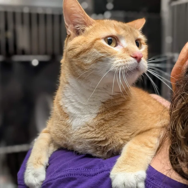 An adult large-sized male Tabby (Orange / Red) Domestic Short Hair cat named Michael for adoption in Springfield, IL