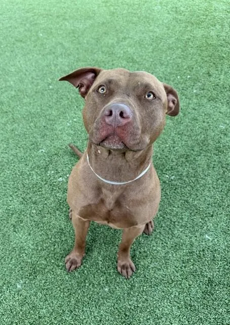 An adult large-sized female American Staffordshire Terrier dog named Mabel for adoption in Castaic, CA