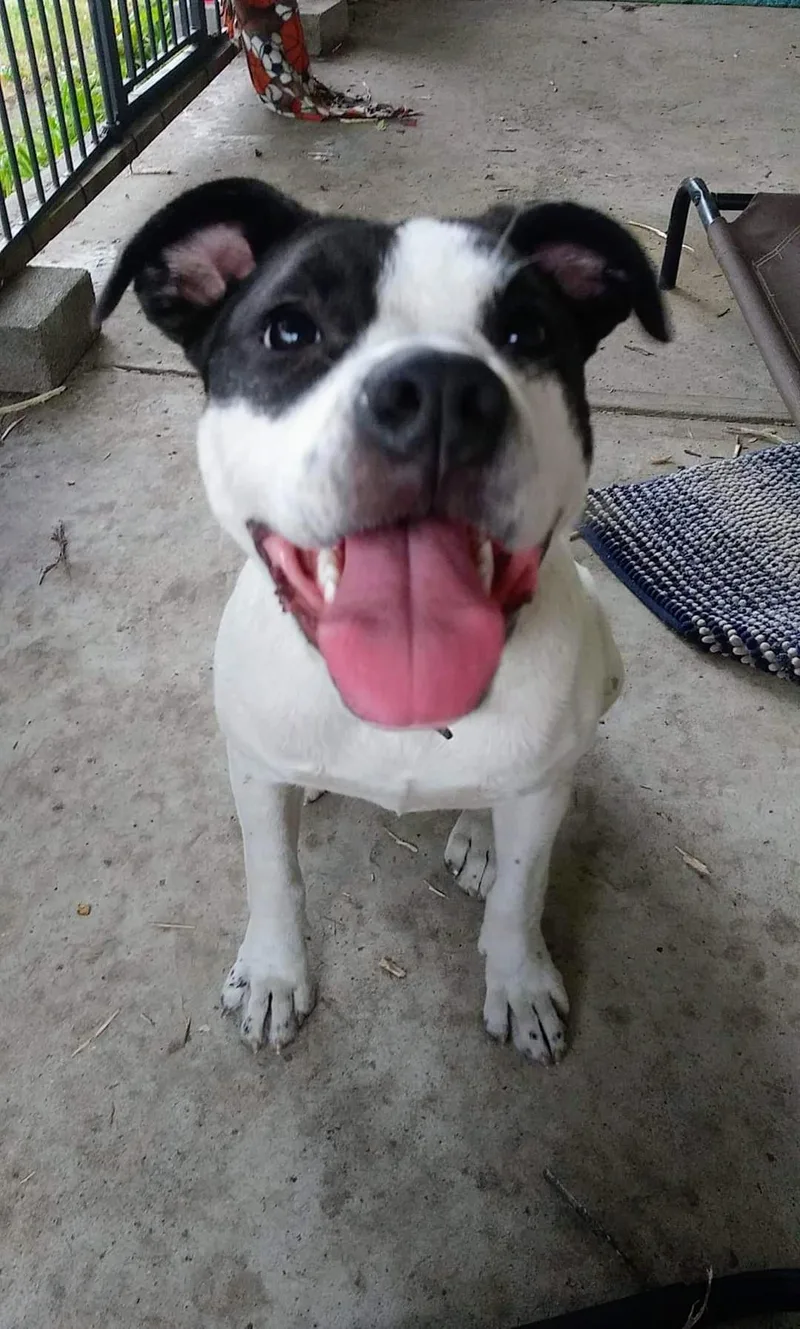 An adult medium-sized female Pit Bull Terrier dog named Connie Cora for adoption in Marine City, MI