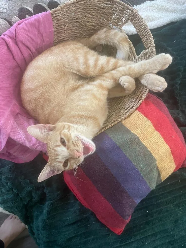 A young medium-sized male Orange / Red Tabby cat named Cornflake S. Pecially for adoption in Dallas, TX