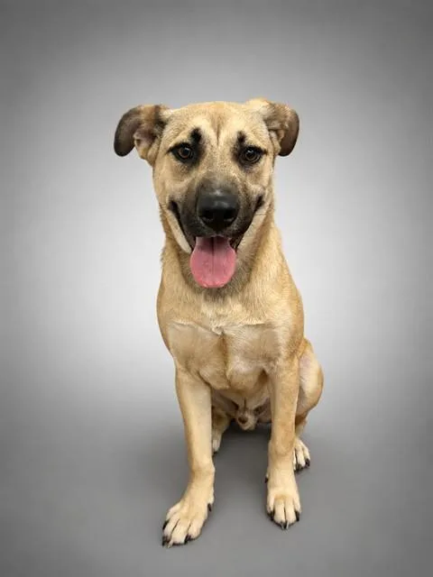 A young medium-sized male German Shepherd Dog dog named Coco for adoption in Agoura, CA