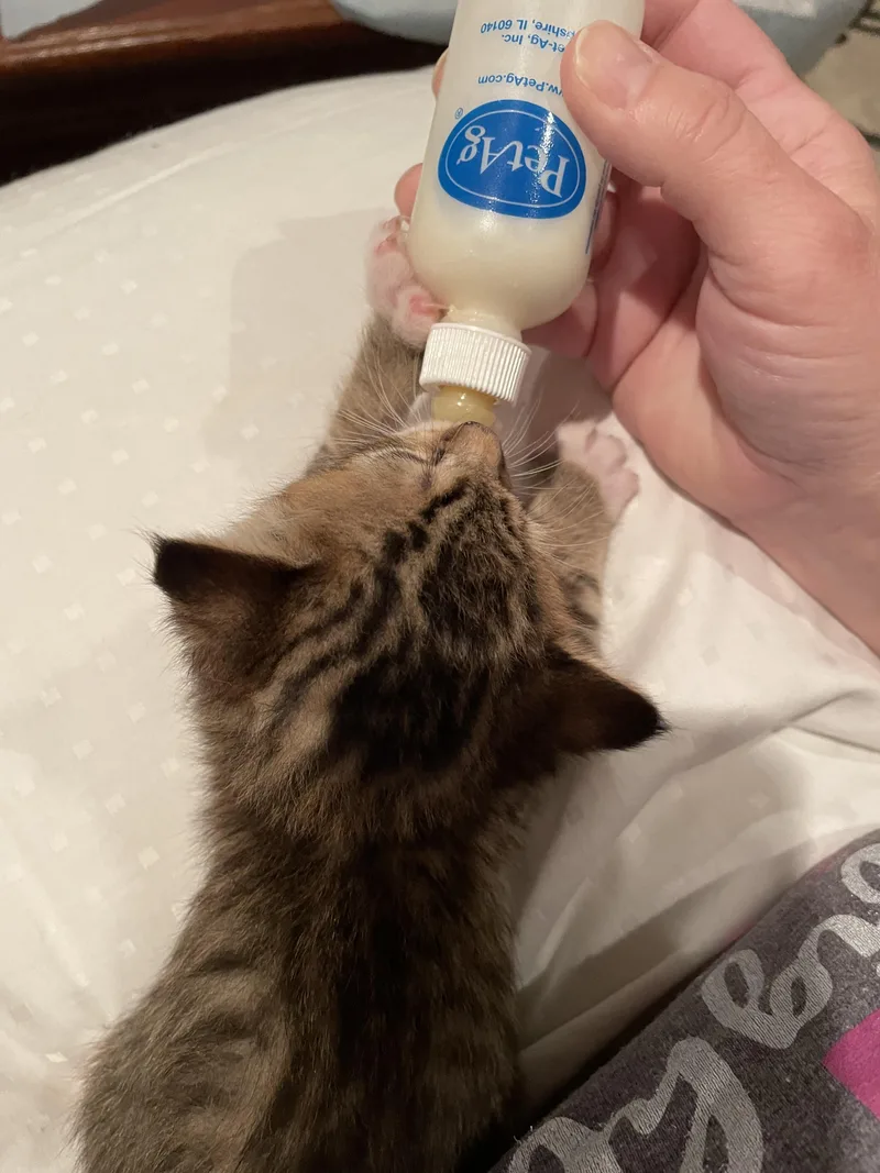 A baby small-sized male Domestic Short Hair cat named Ceasar for adoption in Goodlettsville, TN