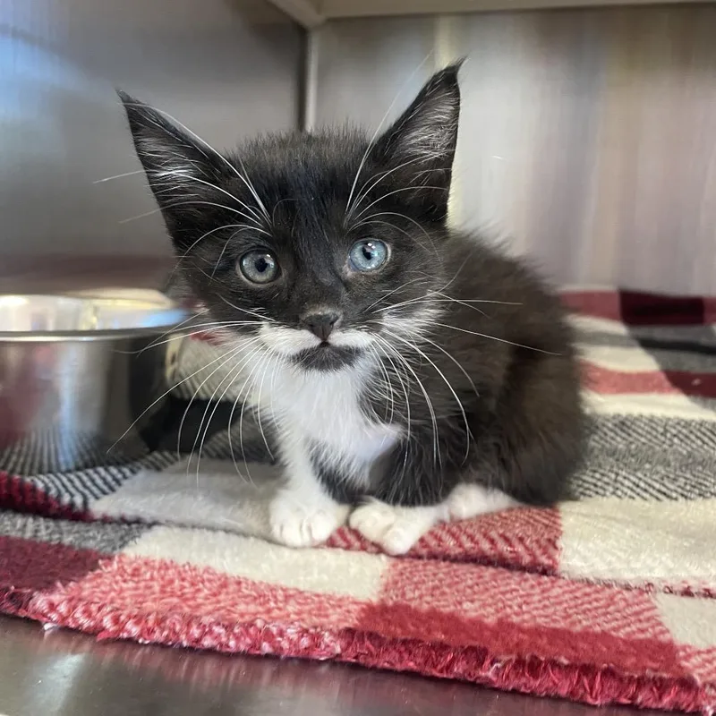 A baby small-sized male Black Domestic Short Hair cat named Moose for adoption in Madisonville, TN