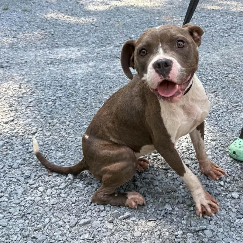An adult medium-sized male American Bulldog dog named James for adoption in Elizabethtown, NC