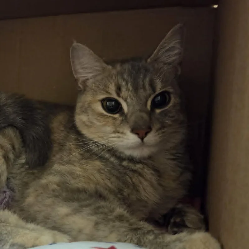 An adult medium-sized female Gray / Blue / Silver Domestic Short Hair cat named Lily for adoption in Ballston Spa, NY