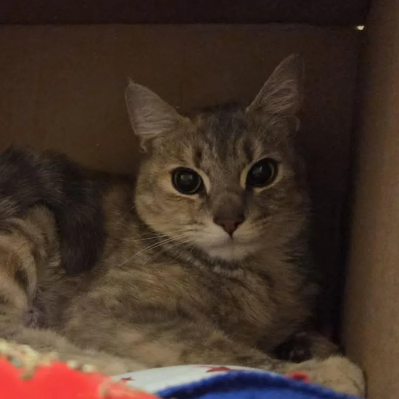 Lily thumbnail 2
