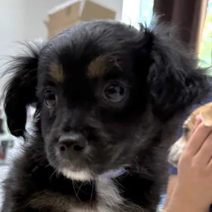 A baby small-sized male Mixed Breed dog named Tylenol for adoption in Pleasanton, CA