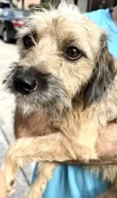 A young medium-sized female Schnauzer dog named A for adoption in Houston, TX