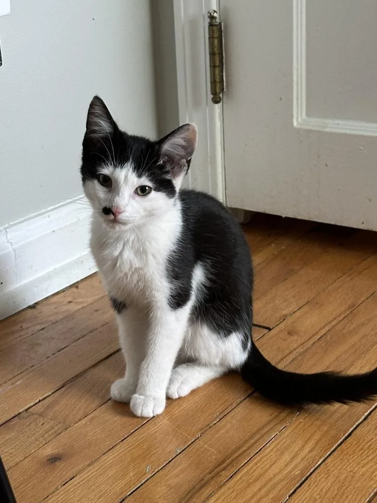 A baby small-sized male Black & White / Tuxedo Domestic Short Hair cat named Ferb for adoption in Oak Park, MI