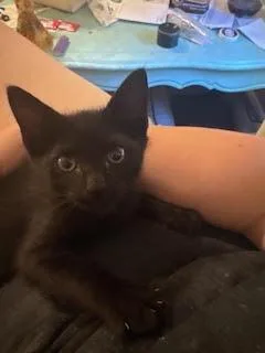 Molly Magpie thumbnail 2