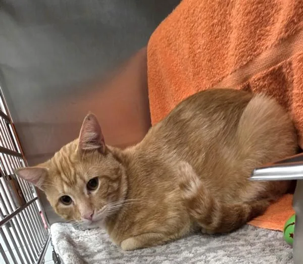 An adult medium-sized male Domestic Short Hair cat named Sunkist for adoption in Derwood, MD