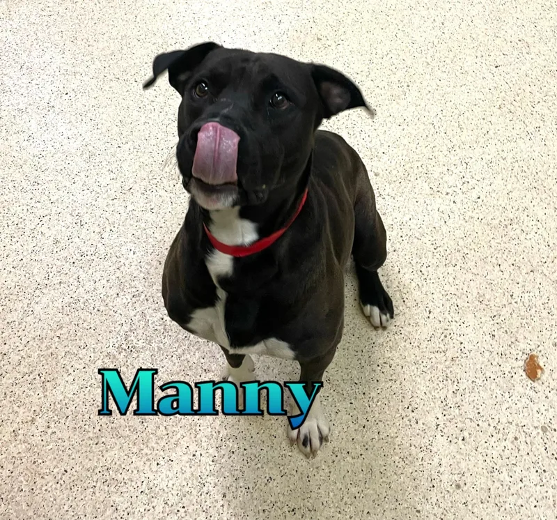 An adult medium-sized male Terrier dog named Manny for adoption in Muncie, IN