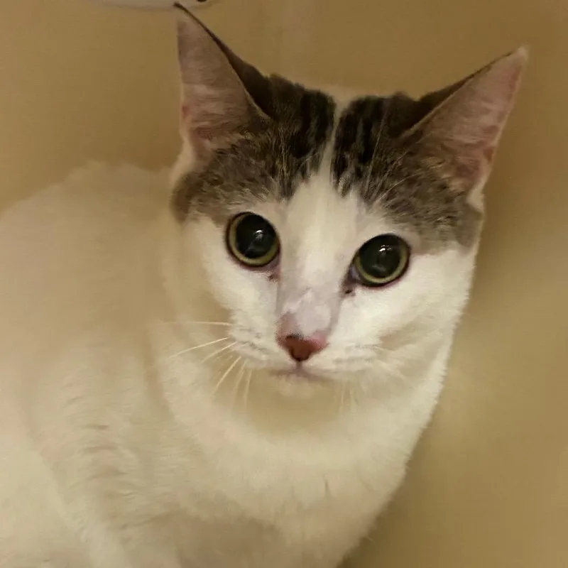 An adult medium-sized female White Domestic Short Hair cat named Pami for adoption in Kanab, UT