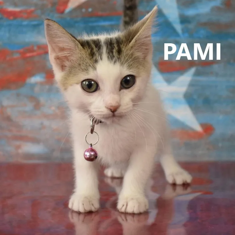 Pami thumbnail 2