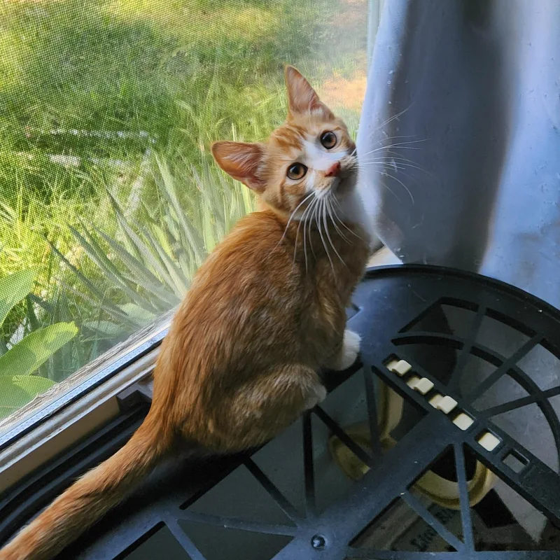 A baby medium-sized female Orange & White Domestic Short Hair cat named Fiz for adoption in Clawson, MI