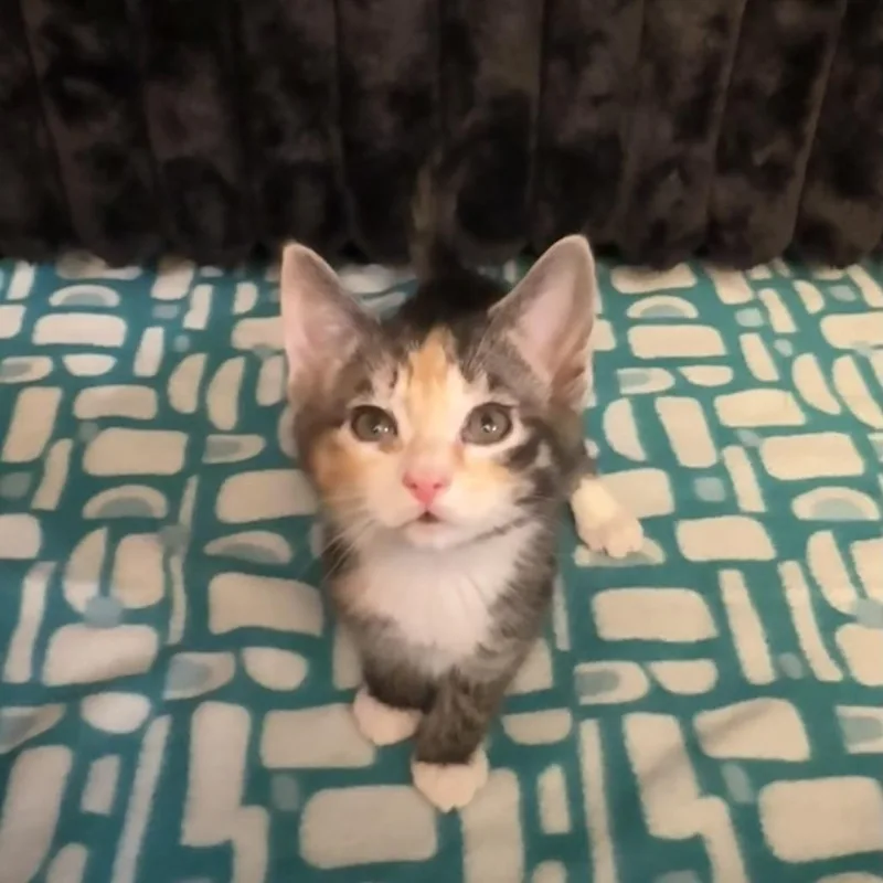 A baby small-sized female Calico Domestic Short Hair cat named Khat for adoption in Ridgely, MD
