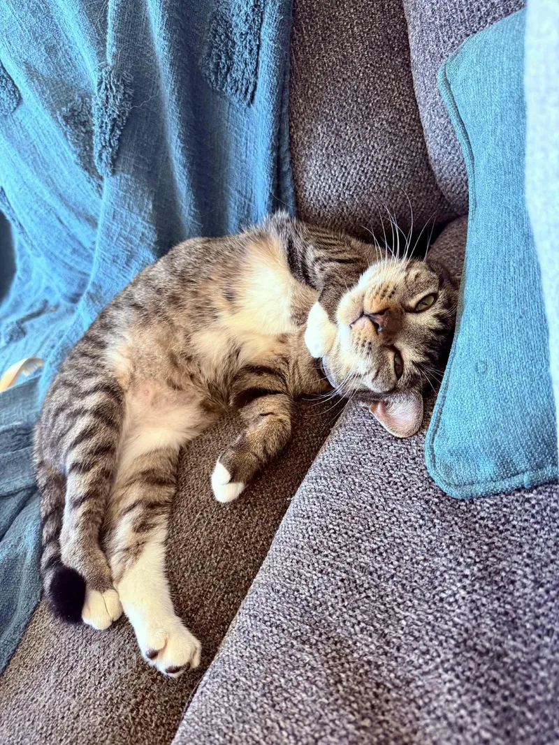 A young medium-sized female Domestic Short Hair cat named Samara for adoption in Forest, VA