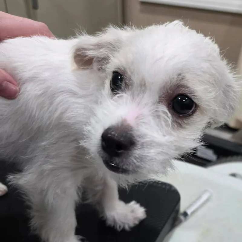A baby small-sized female White / Cream Terrier dog named Sage for adoption in Amarillo, TX
