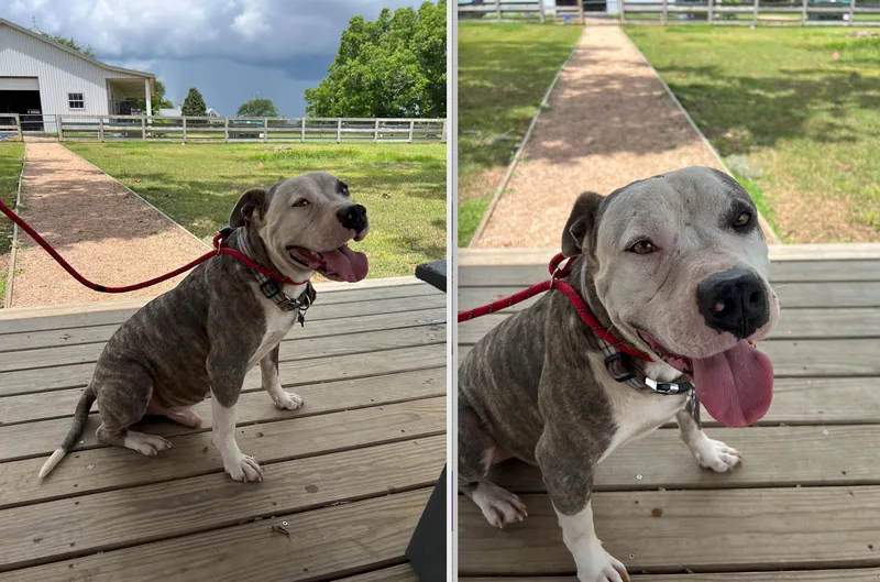 An adult medium-sized male Gray / Blue / Silver American Bulldog dog named Cash for adoption in Houston, TX