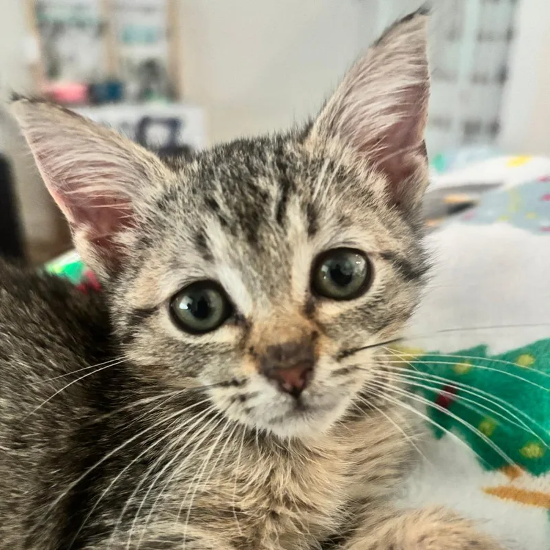 A baby small-sized female Brown / Chocolate Domestic Short Hair cat named Pb for adoption in West Palm Beach, FL