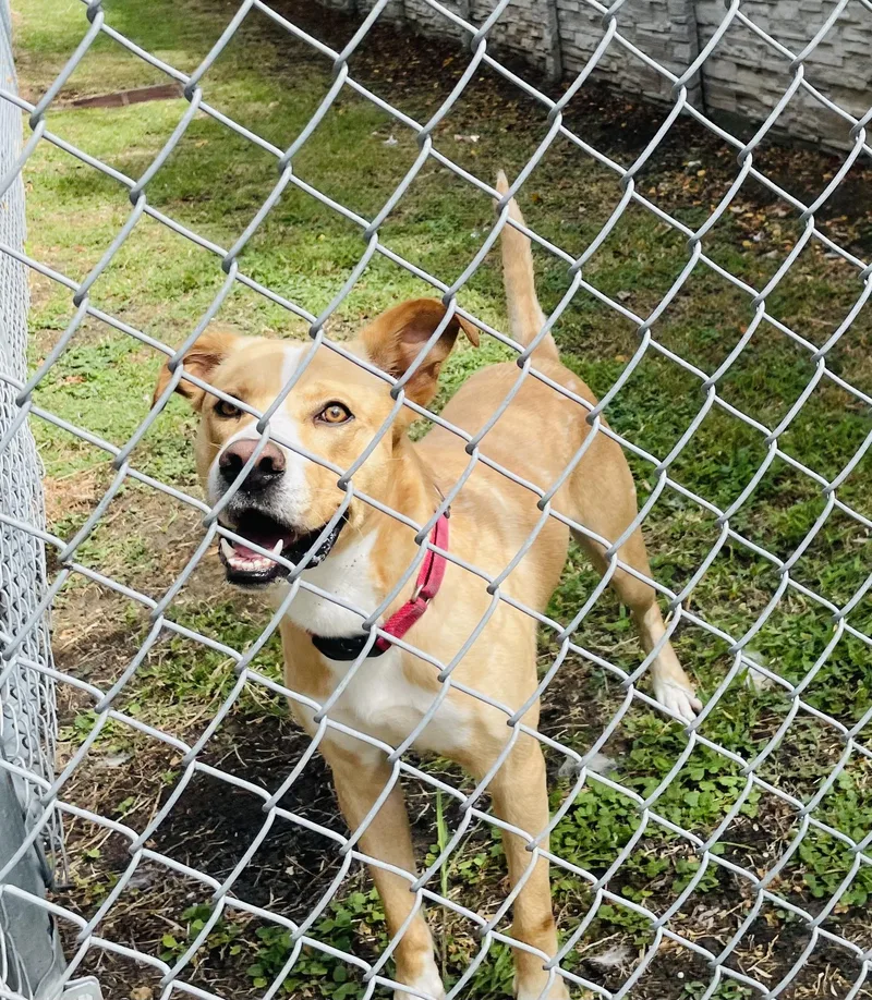 Skog Pronounced "skoog" thumbnail 2