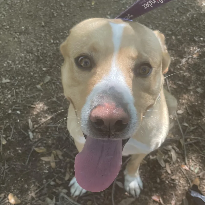 Skog Pronounced "skoog" thumbnail 3