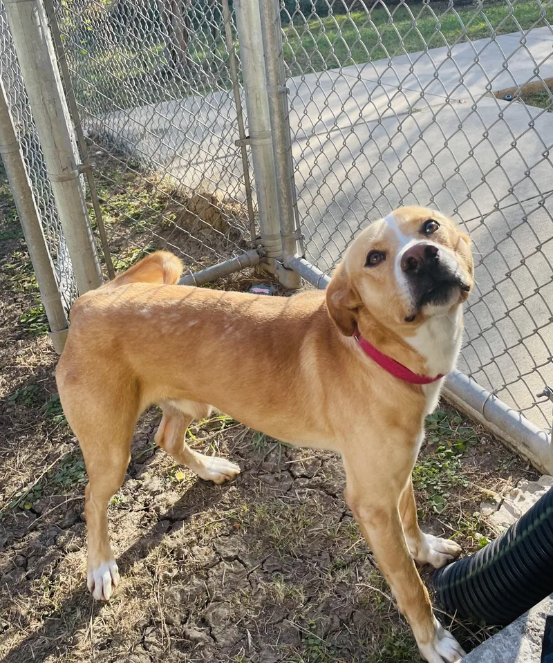 Skog Pronounced "skoog" thumbnail 4