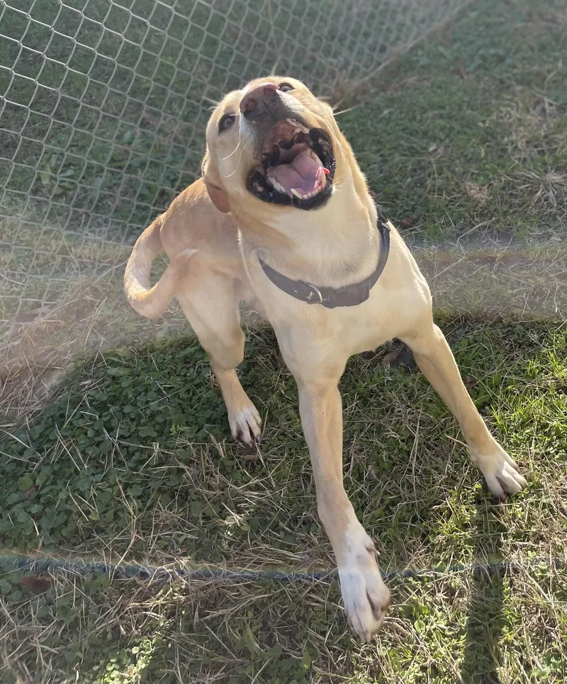 Skog Pronounced "skoog"