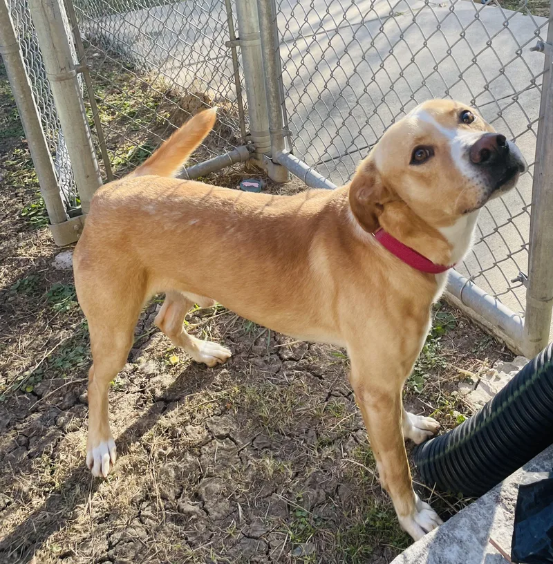 Skog Pronounced "skoog" thumbnail 5