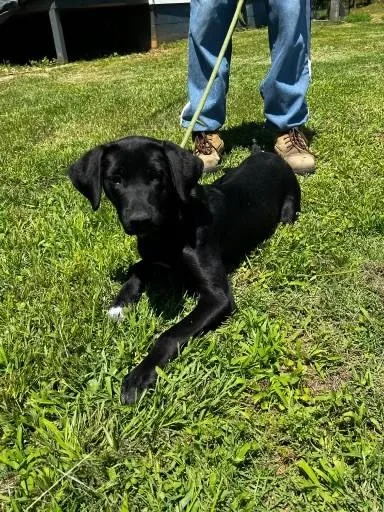 A young medium-sized male Labrador Retriever dog named Ebo for adoption in Lake Wylie, SC