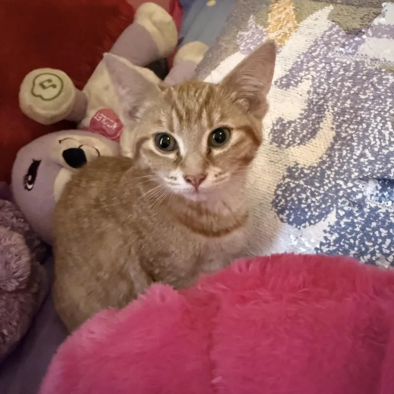 A baby small-sized female Orange / Red Domestic Short Hair cat named Ginger for adoption in Fredericksburg, VA
