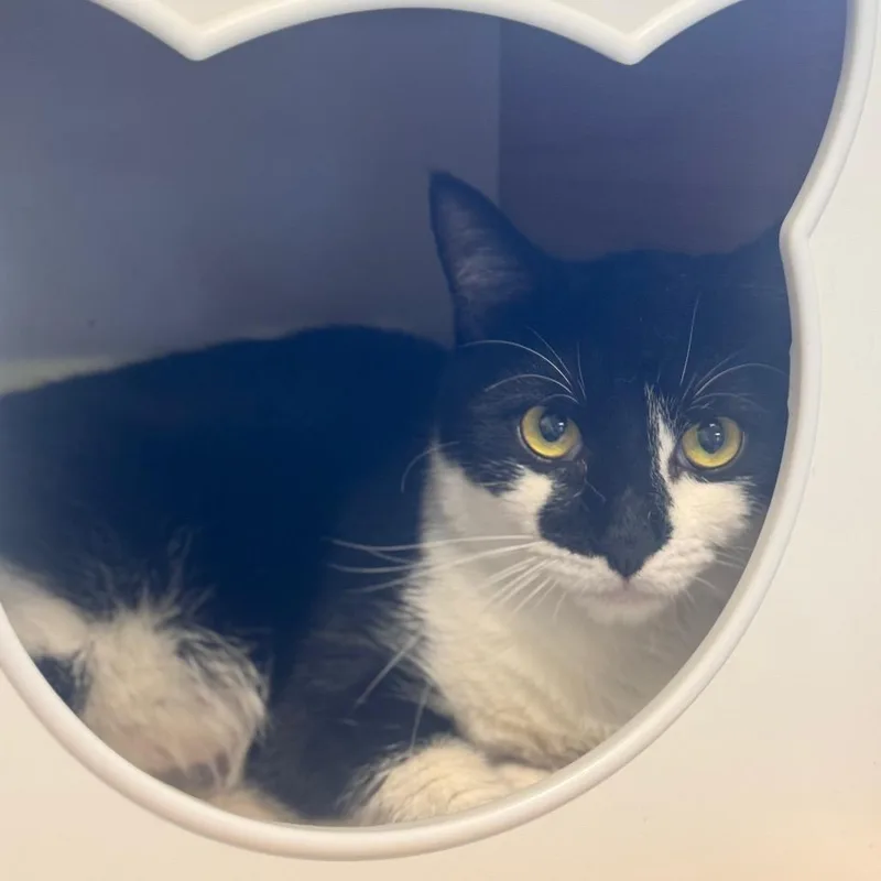 An adult large-sized male Black Domestic Short Hair cat named Emma The Dude for adoption in Brownsboro, AL